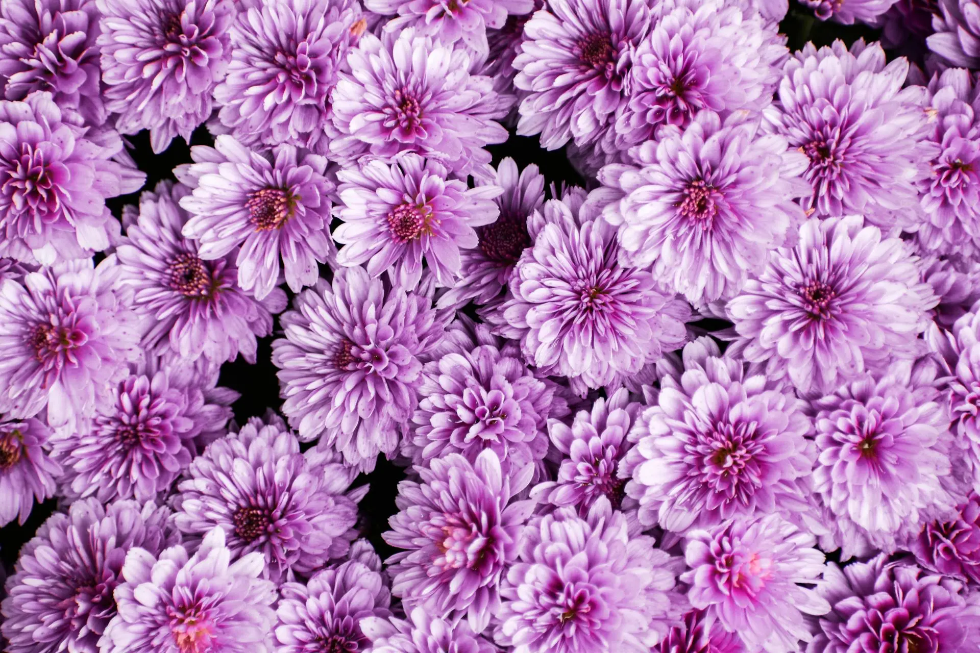 flowers background