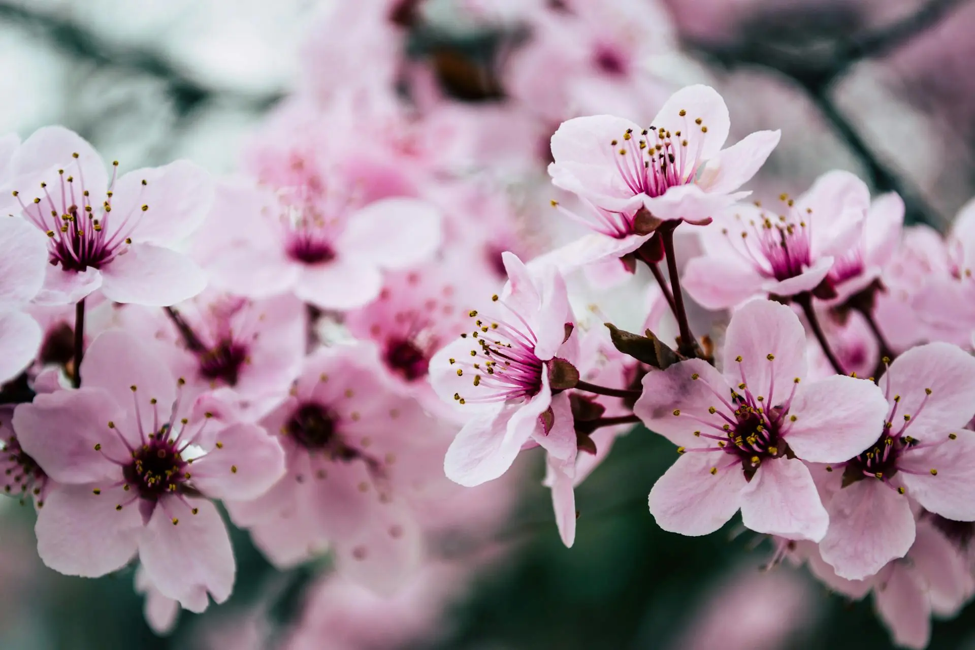 flowers background
